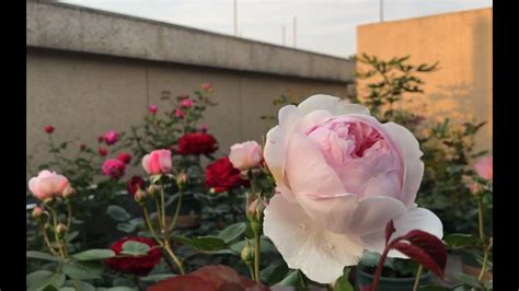 月季花苞|月季花花苞 显色、半开、全开的整套详细的施肥攻略。